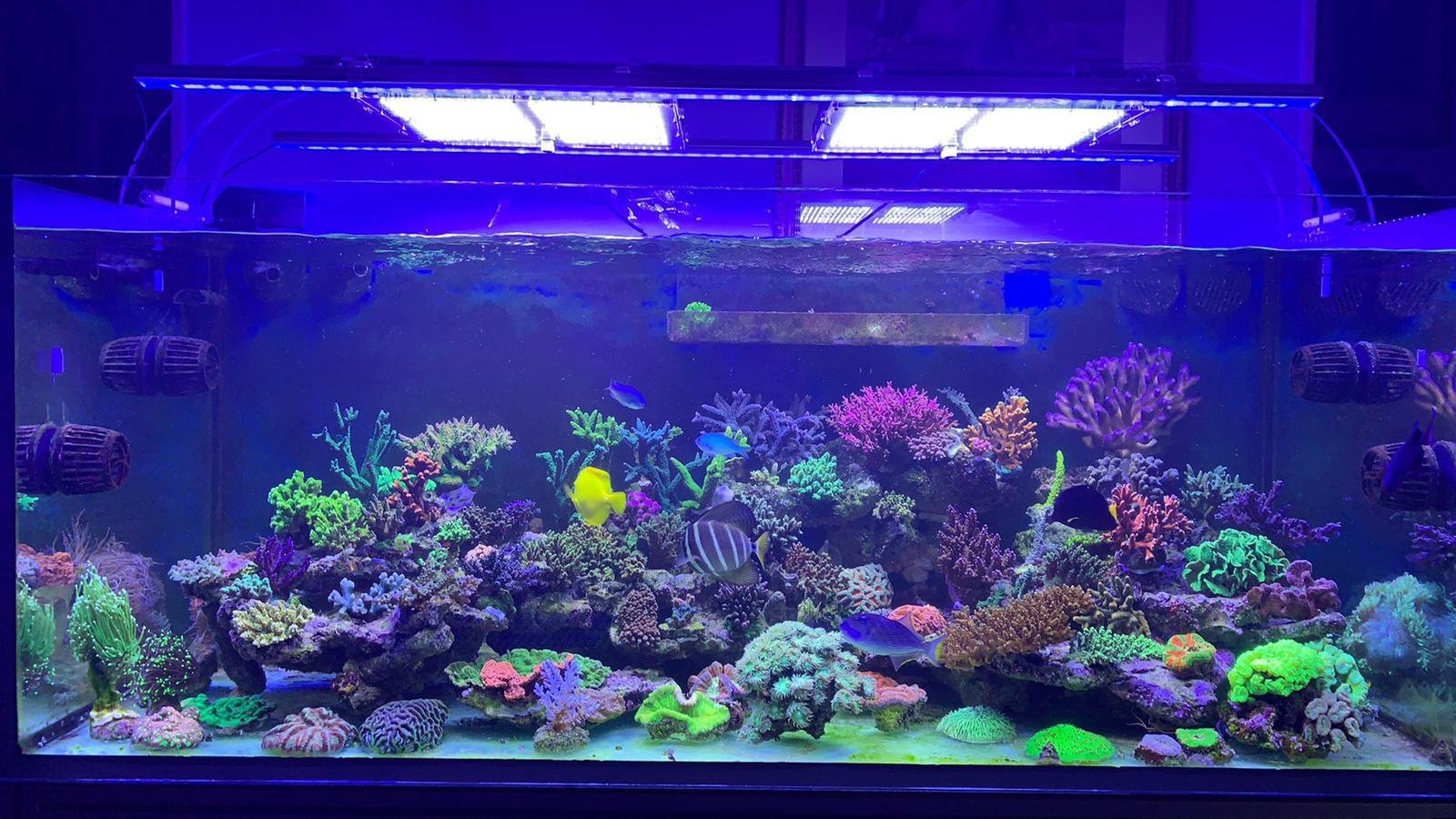 Ocean Acquario